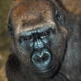 Gorilla 1 - OKC Zoo