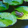 Leopard Frog in Pond