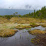 Alaskan Bog