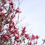 Light 'n Airy Magnolias