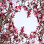 Through the Magnolias