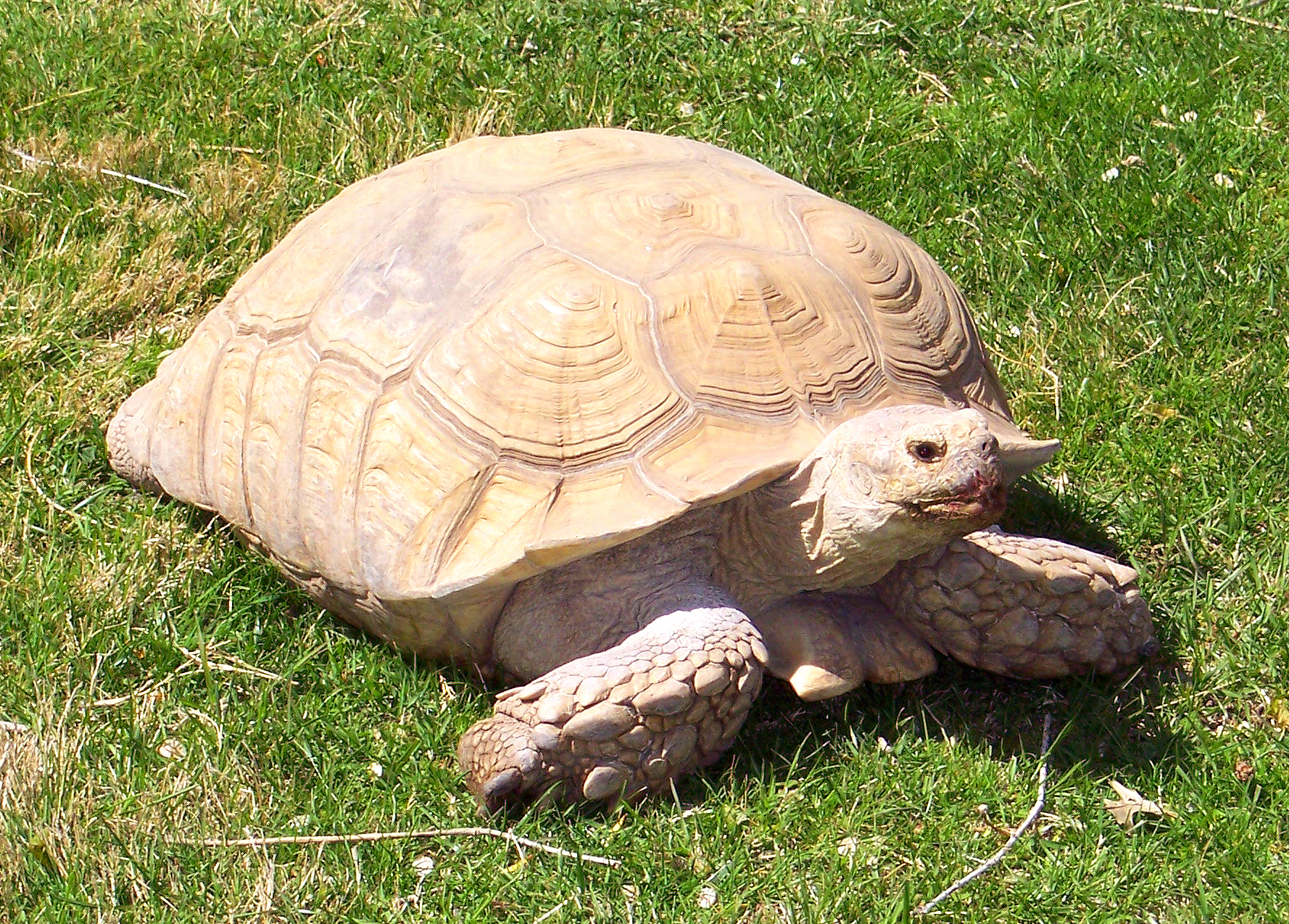 Tortoise