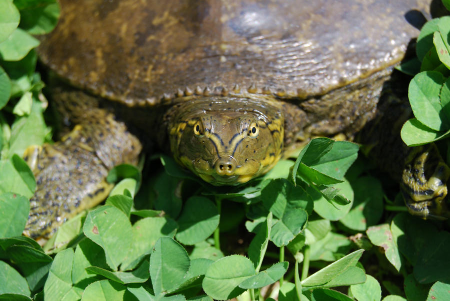 Deviantart Softshell Turtle SoftShell Turtle: headon close by Stock-by-Kai on DeviantArt