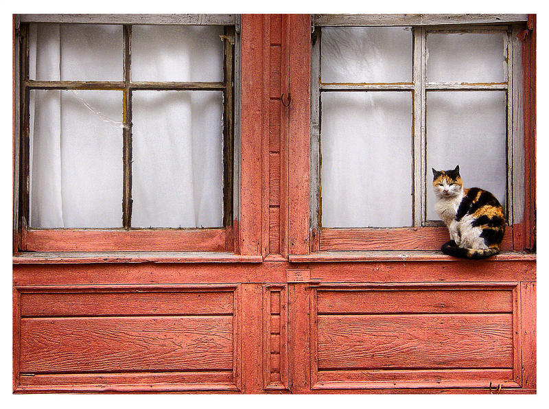 Cat in Tekirdag 2