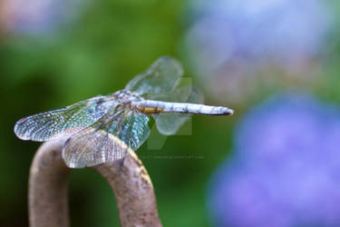 Dragonfly