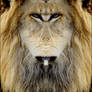 lion2