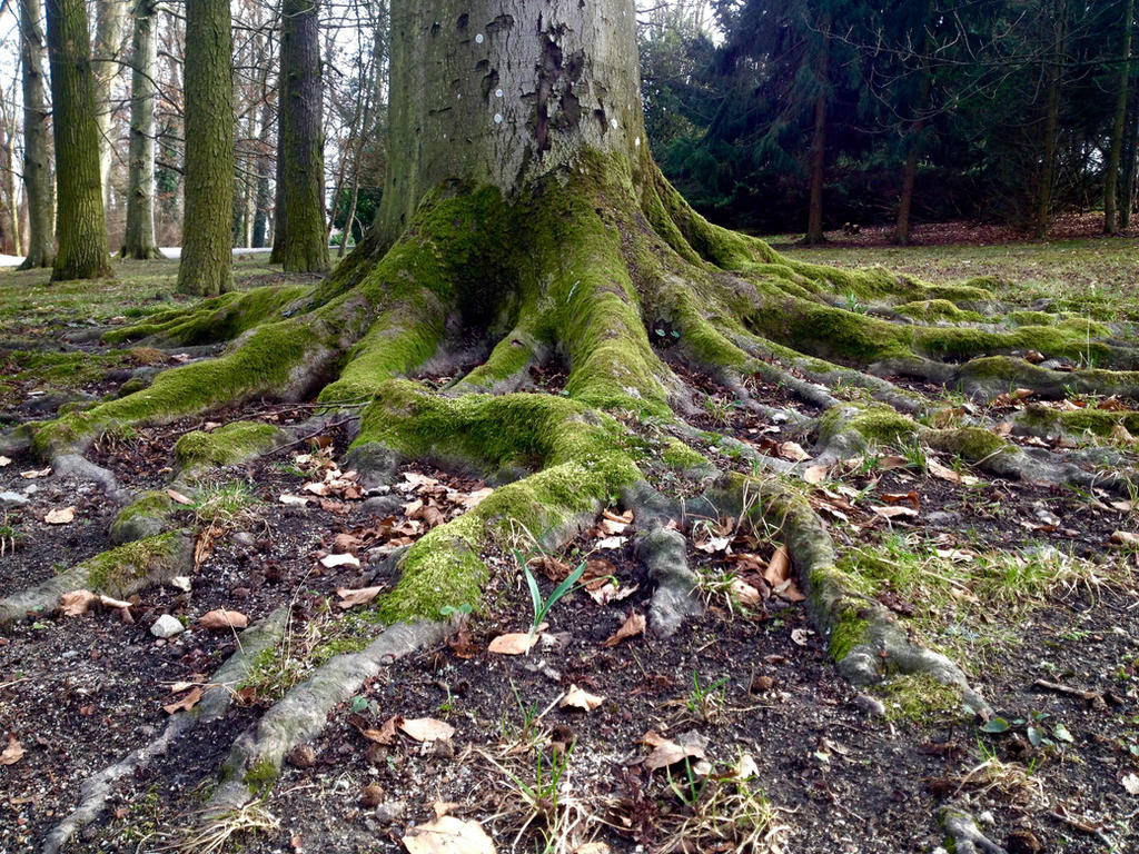Doob Roots Roots by jaytheb on DeviantArt