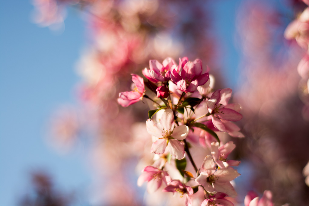 Flowered Pink