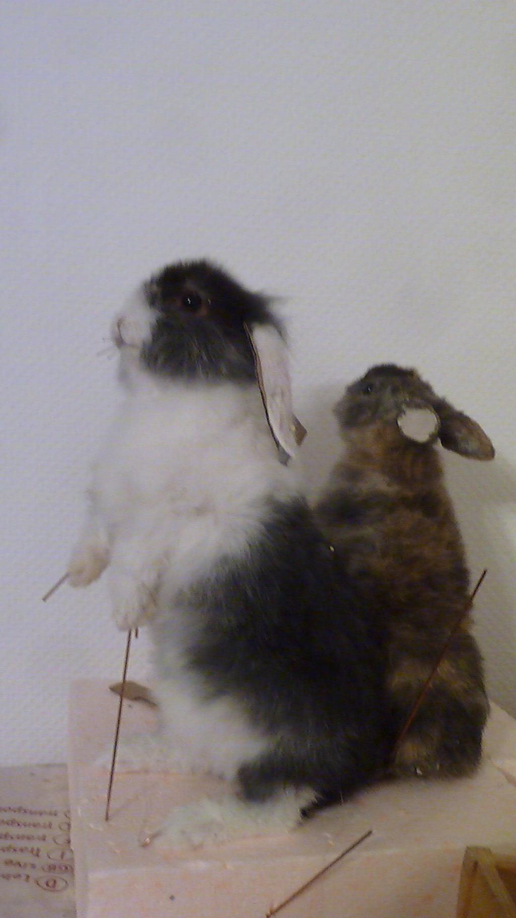 black and white rabbit mount by Blutbraut on DeviantArt