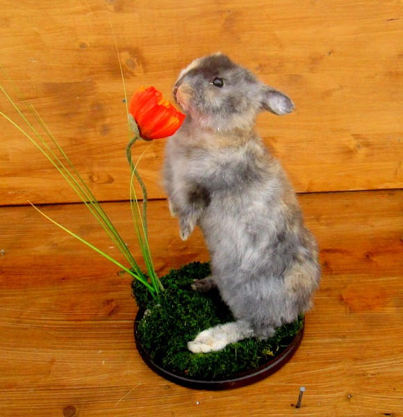 Rabbit mount Februar 2014 by Blutbraut on DeviantArt