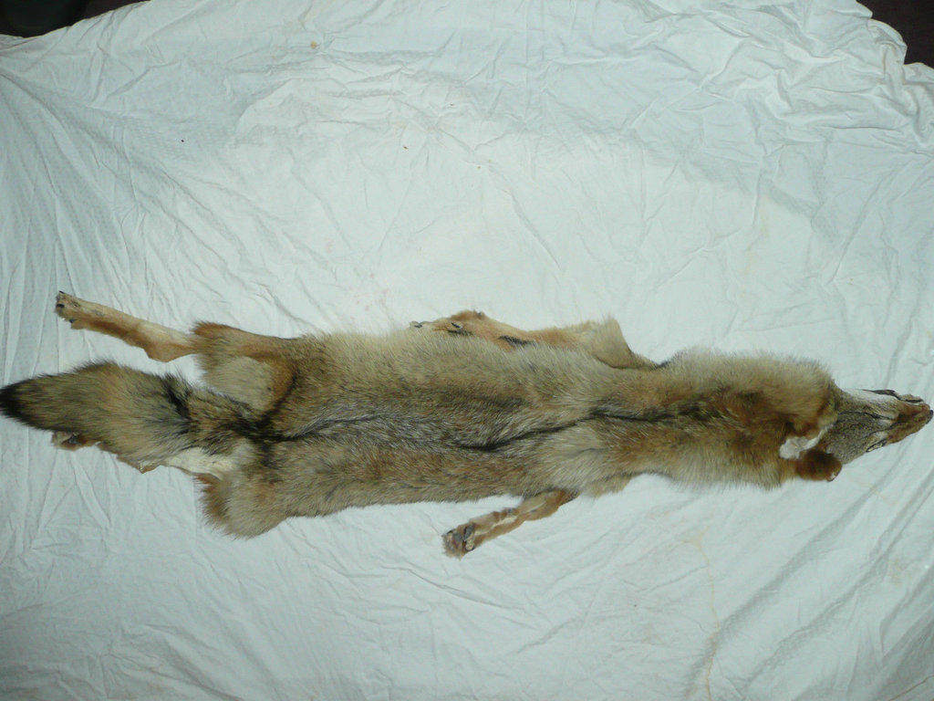 FOR SALE Eastern Coyote pelt!!! by Blutbraut on DeviantArt