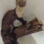 taxidermy beech marten