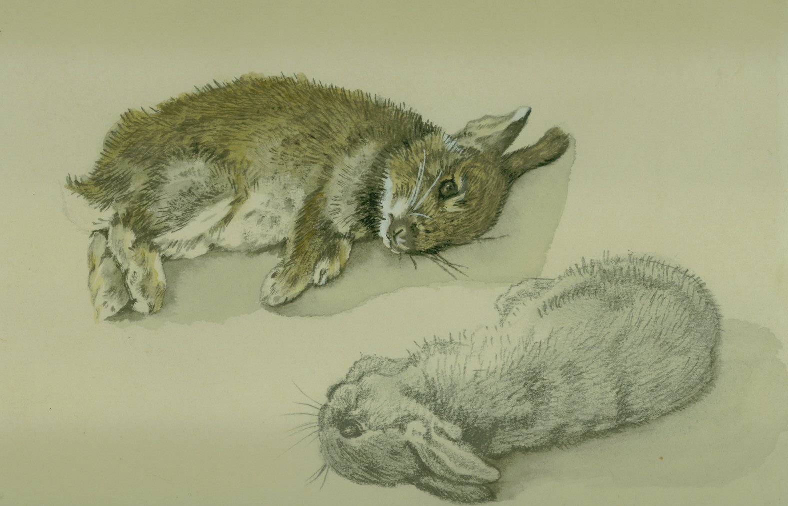 How To Draw A Dead Rabbit