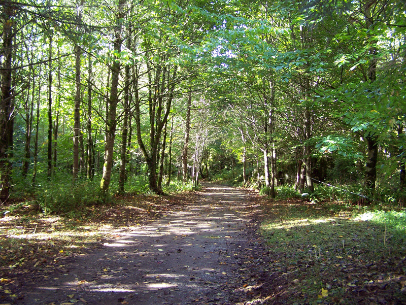 Blarney Wilderness Walk