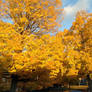 Foliage around town October 23, 2015