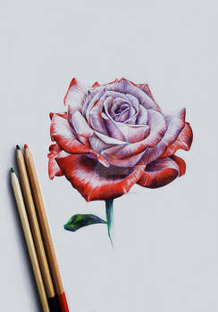 Rose coloured pencil drawing