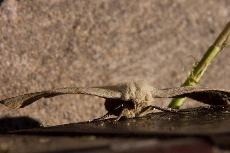 Another Moth Another Moth by mistertrent on DeviantArt