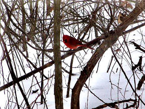 cardinal