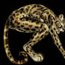 Margay