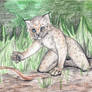 Lynx Baby