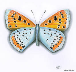 Another new butterfly, blue and orange