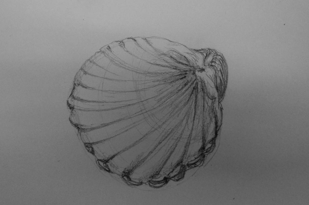 Shell Traceart SHELL SKETCH II by pizzamarguerita on DeviantArt