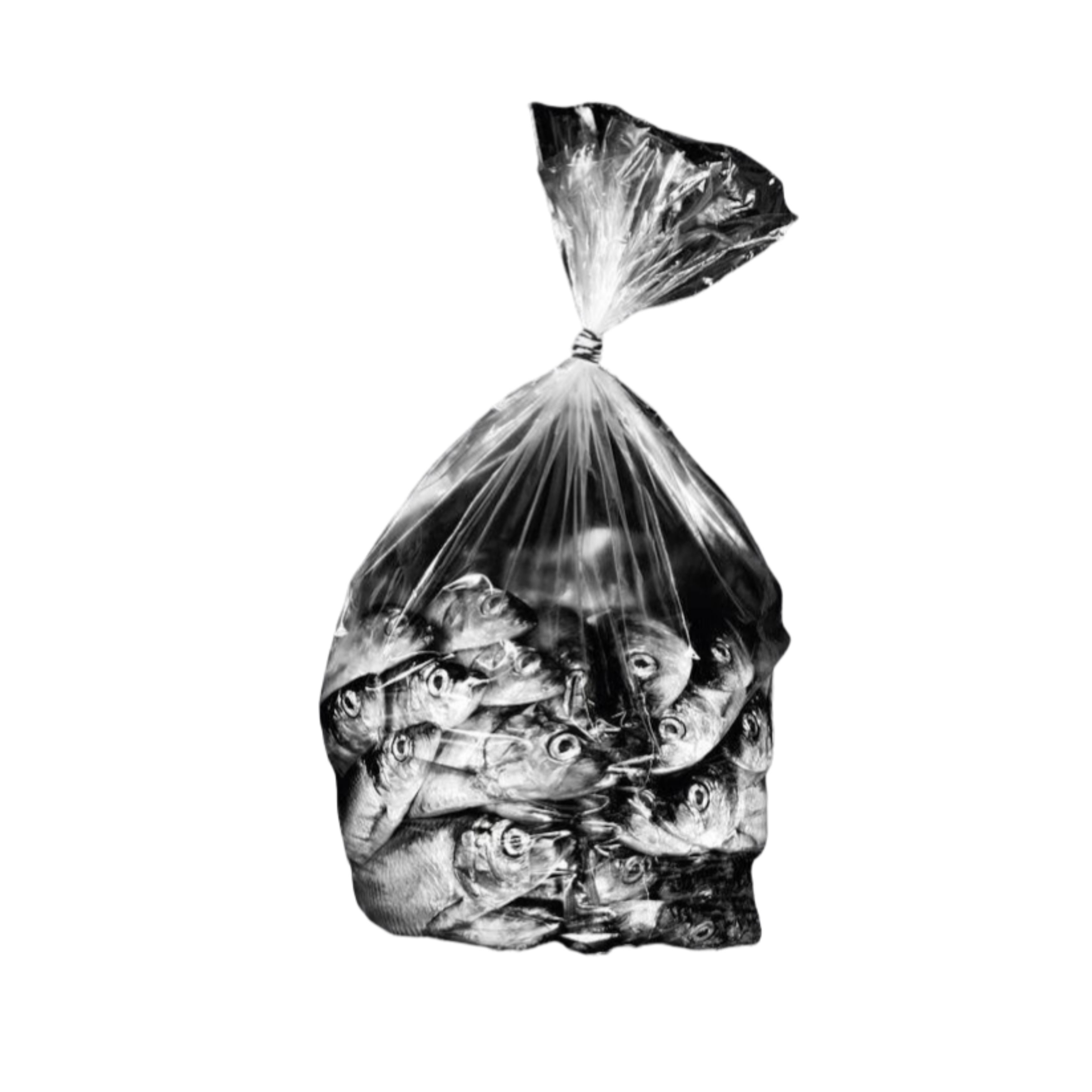 Bag of fish Png by confusedbeantuesday on DeviantArt