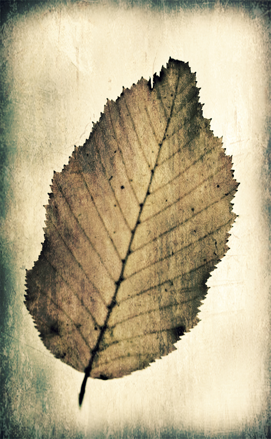 Une feuille