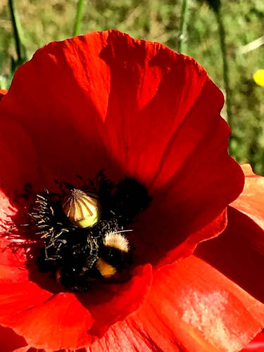 Bee in a poppy