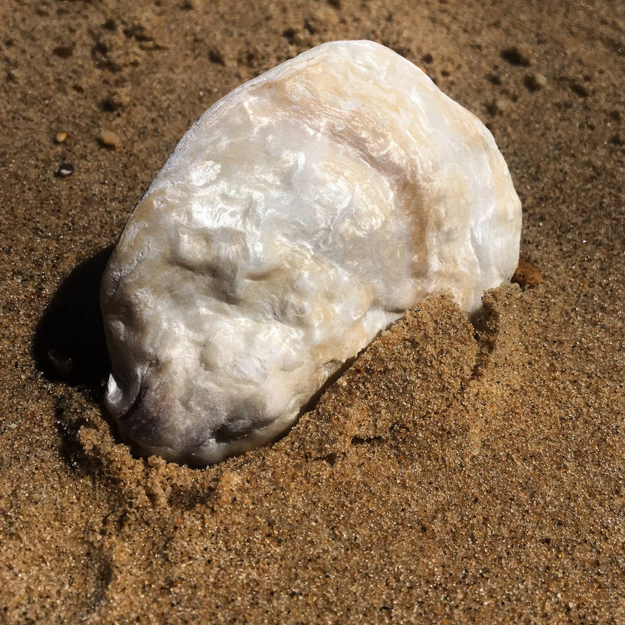 Perfect macro pearly shell by danielarampleyart on DeviantArt