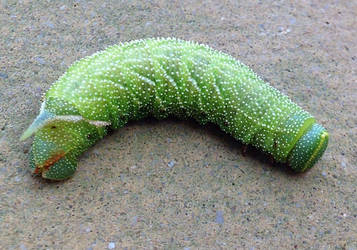 Green caterpillar face