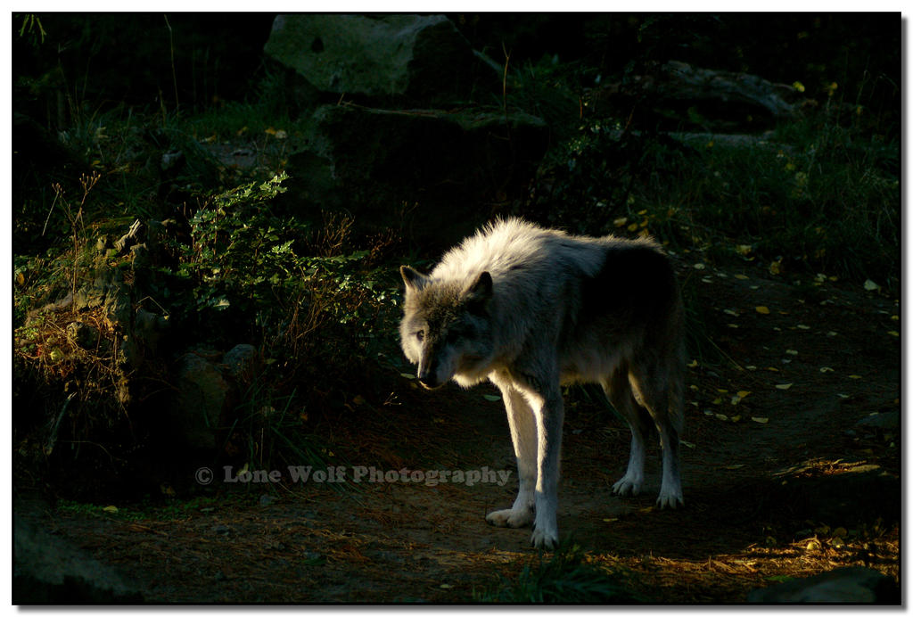 Slinking Image Slinking from the Shadows by LoneWolfPhotography on DeviantArt