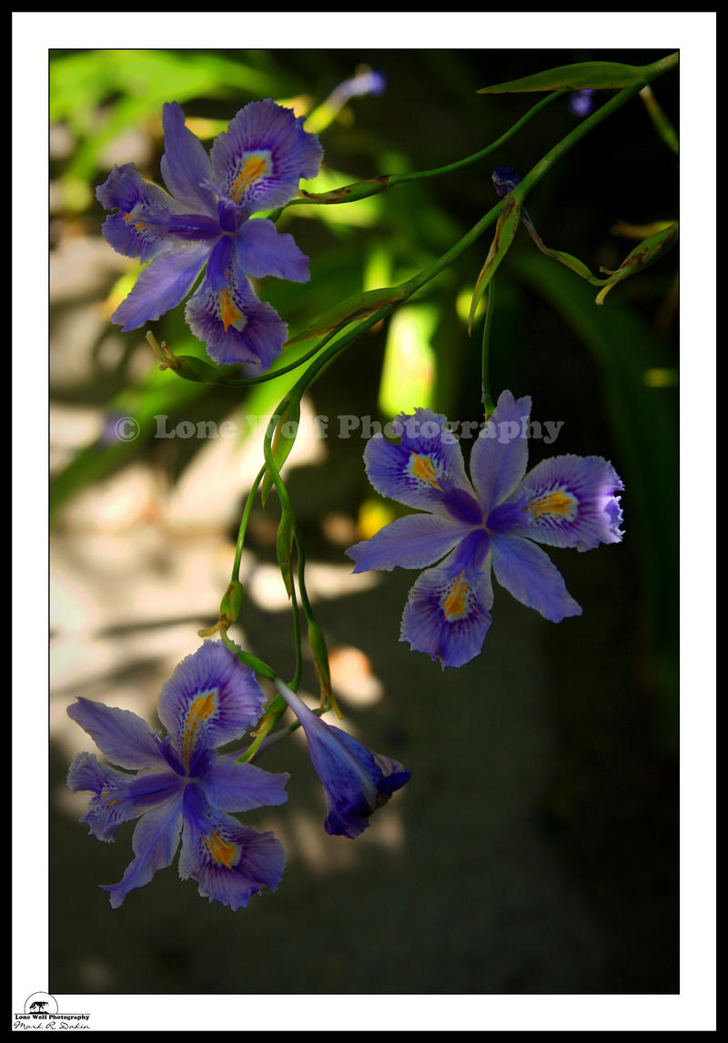 Iris in the Shade 006