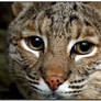 Bobcat up Close  III