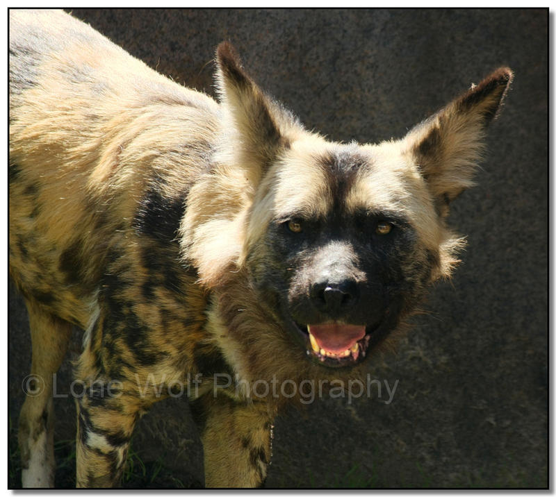 Painted Dogs I