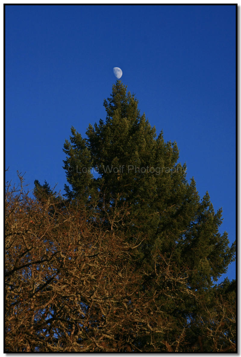 Christmas Moon