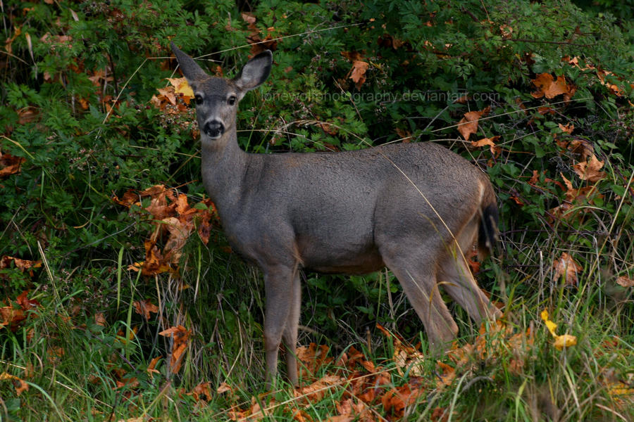 Model Muley