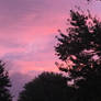 Pink evening dusk