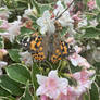 painted lady