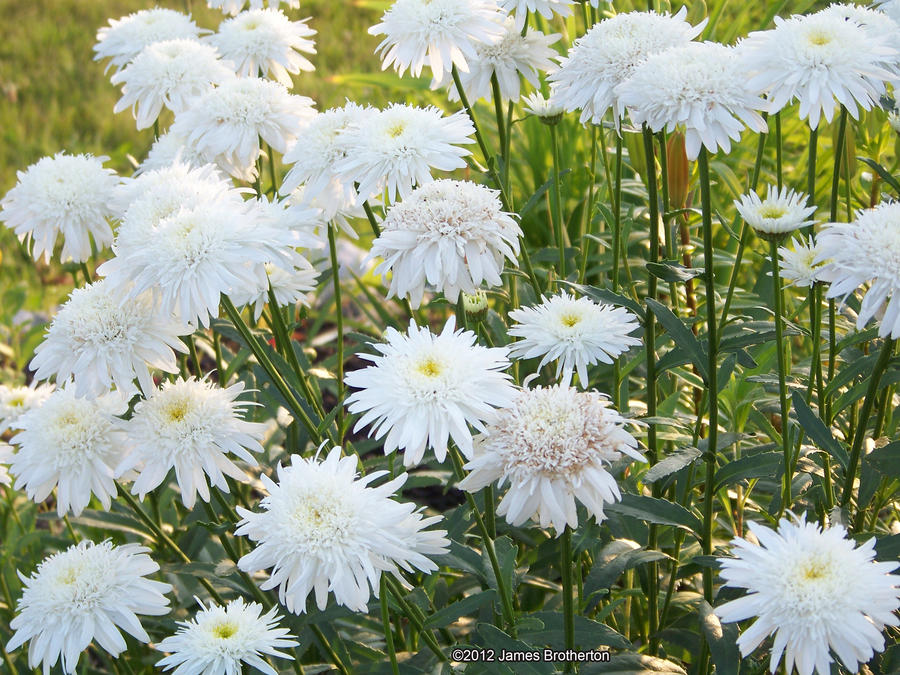 White And Beautiful