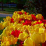 Yellow And Red Tulips