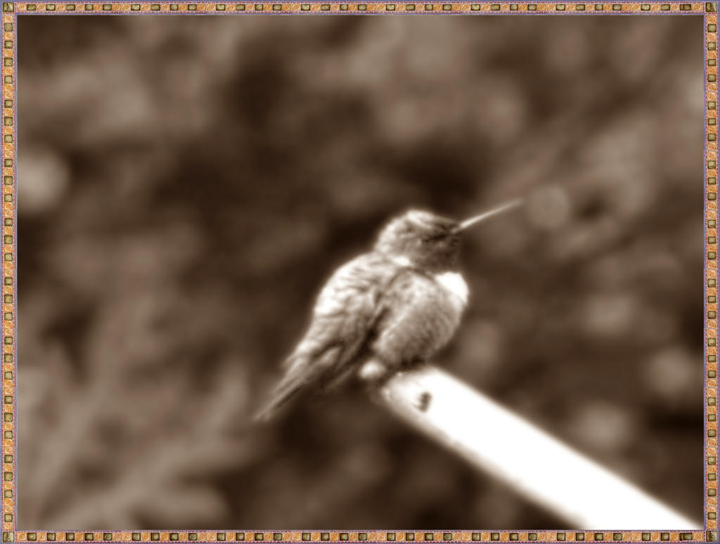 Hummingbird