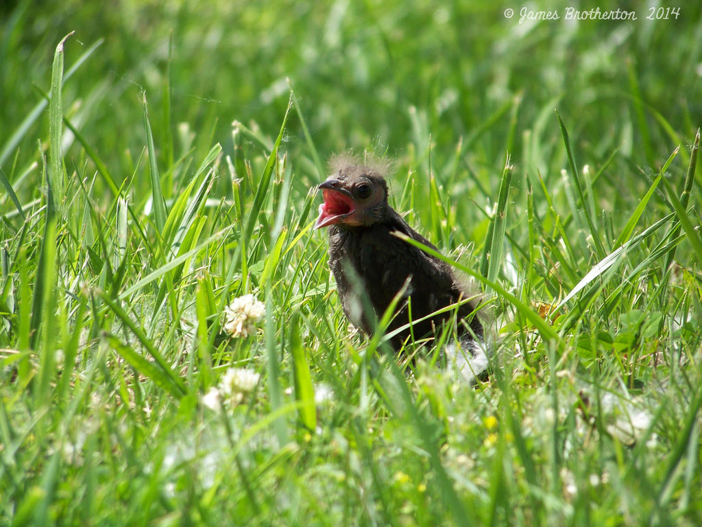 Fledgling