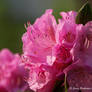 Pink Azaleas