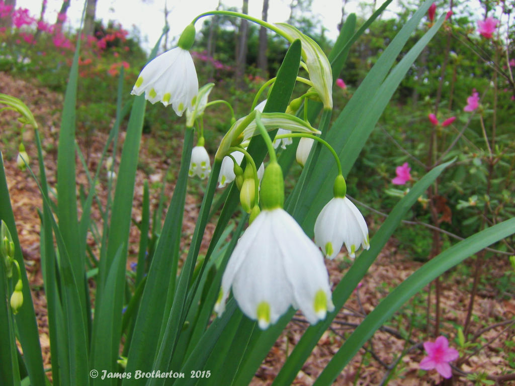 Spring Snowflakes