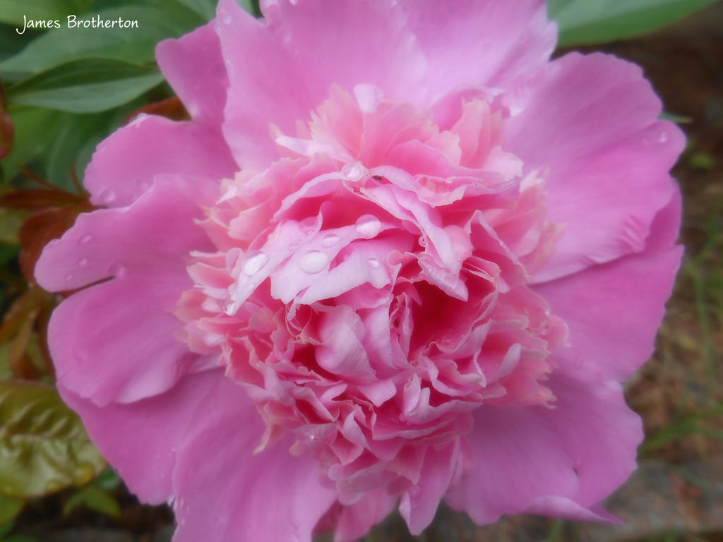 Pink Peony