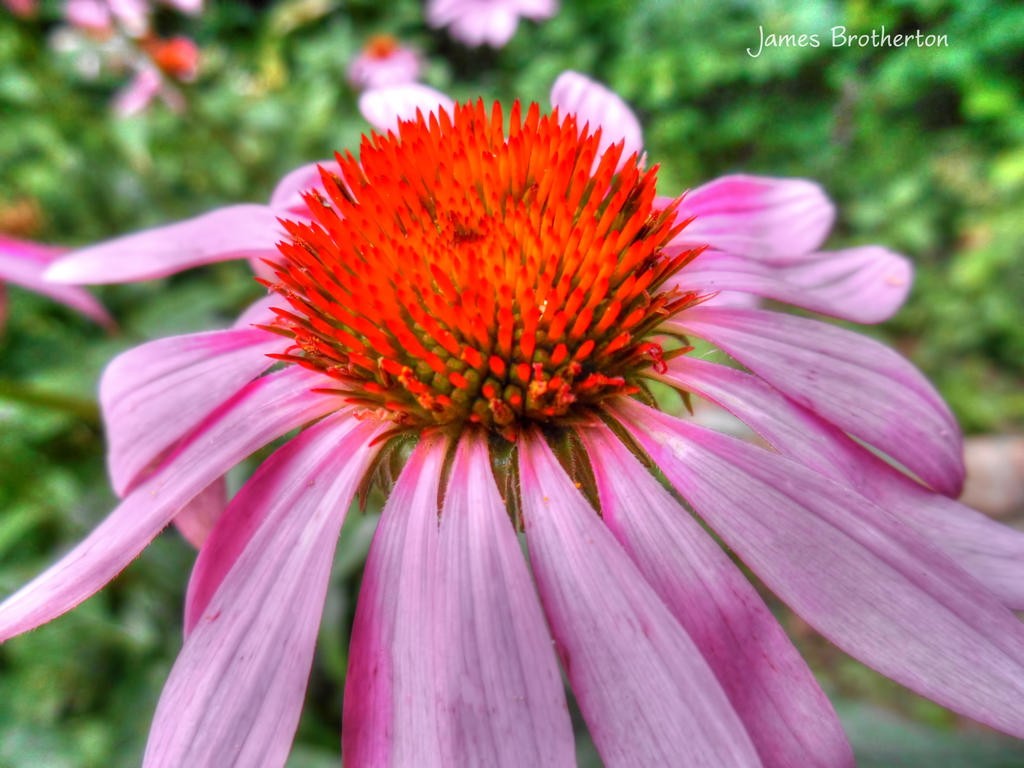 Coneflower Macro