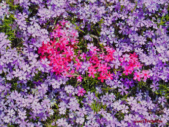 Colorful Spring Phlox