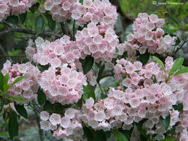 Mountain Laurels