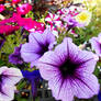 Petunias Of All Colors